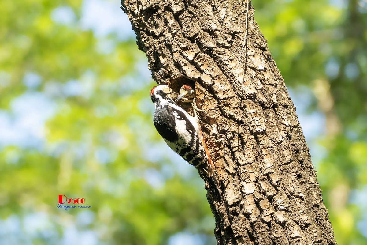 林中的啄木鸟（14）