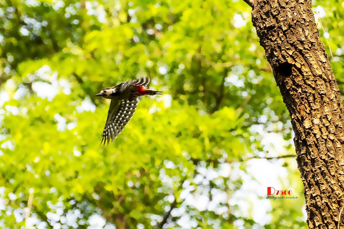 林中的啄木鸟（14）