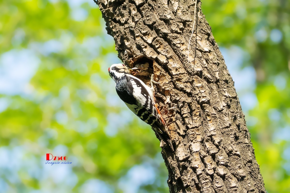 林中的啄木鸟（14）