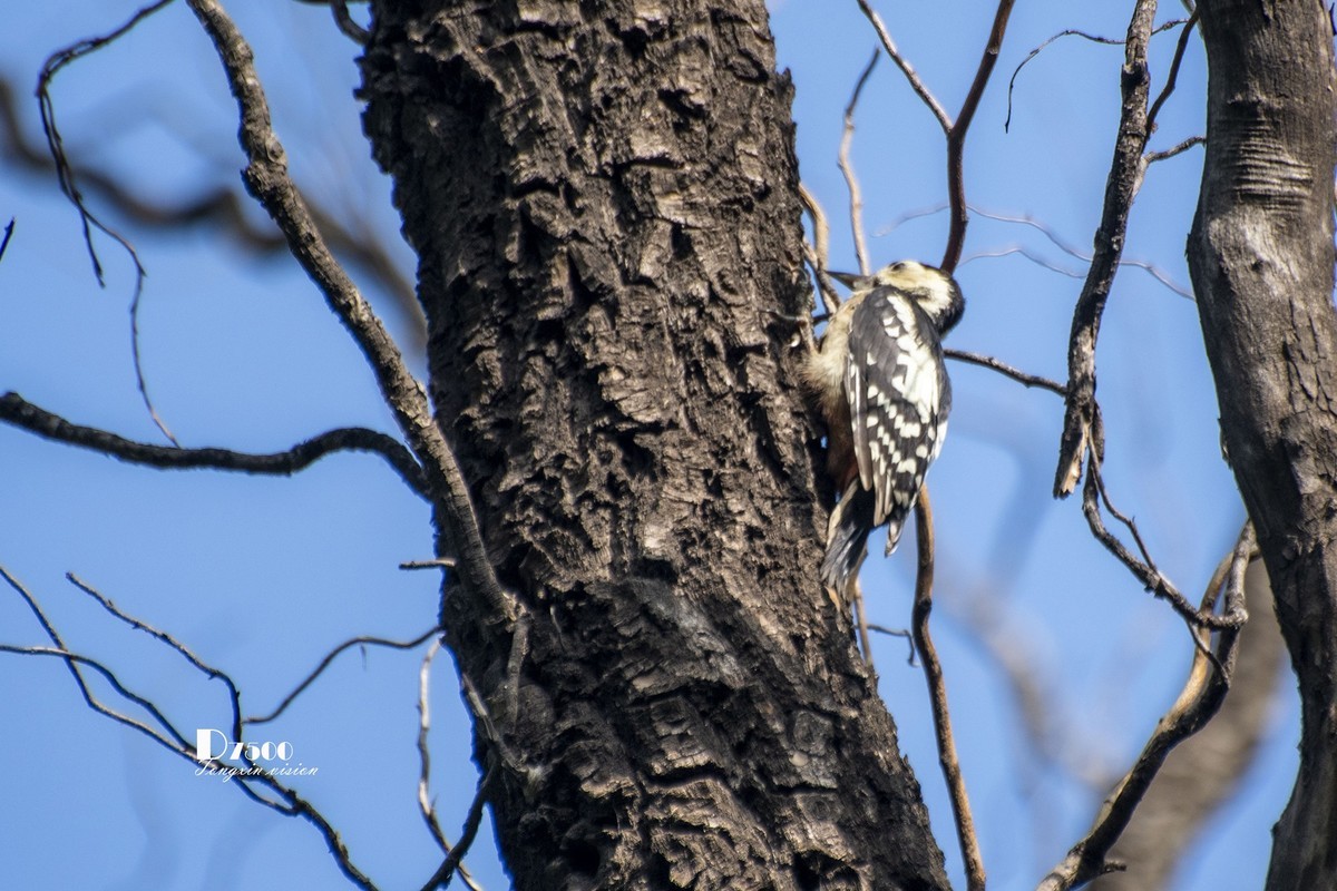 林中的啄木鸟（14）