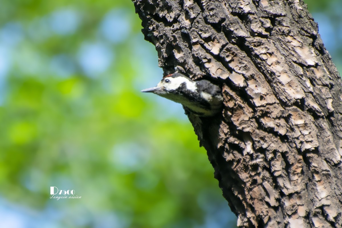 林中的啄木鸟（14）