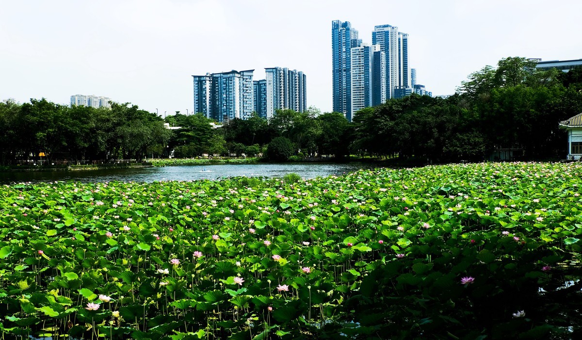 荔湾湖公园（三）