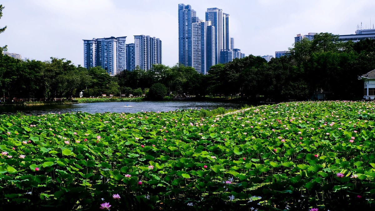 荔湾湖公园（三）