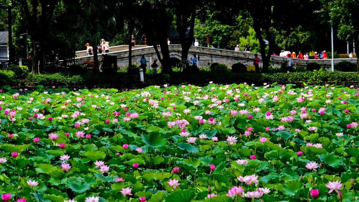 荔湾湖公园（三）