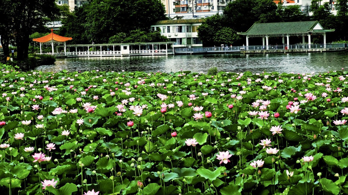 荔湾湖公园（三）