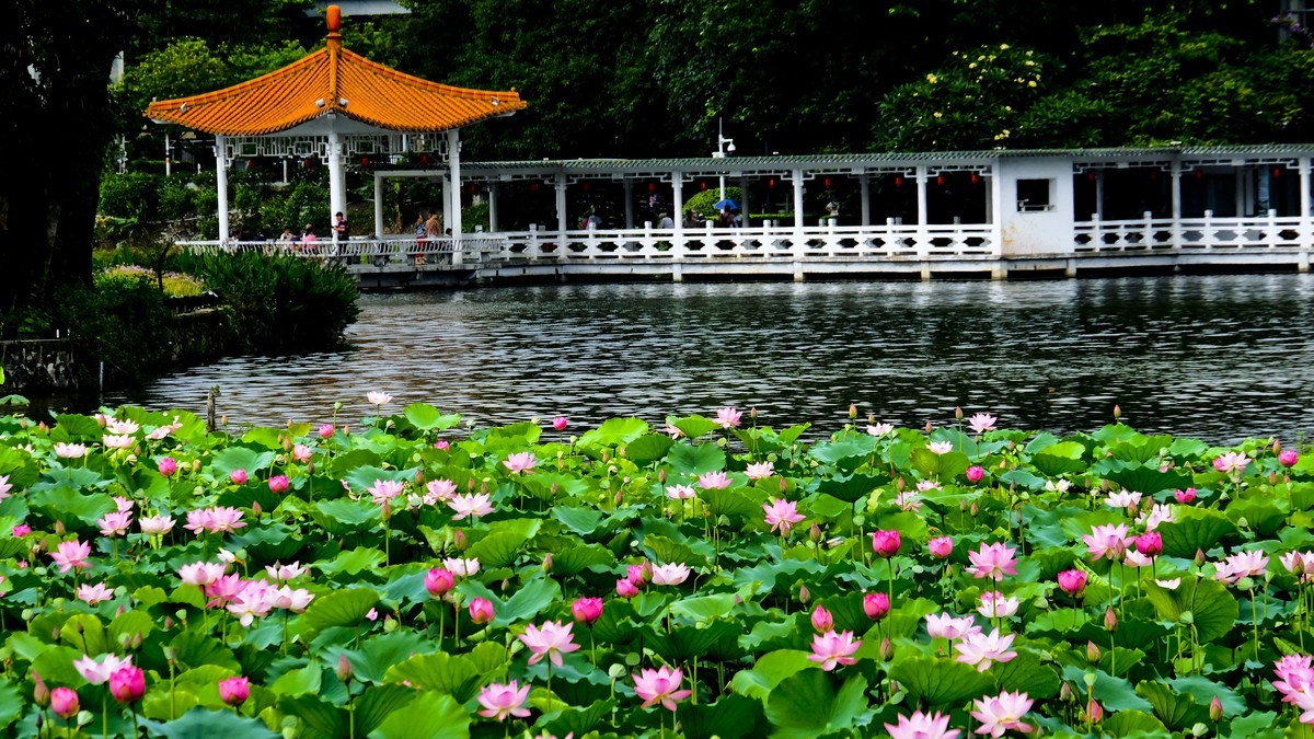 荔湾湖公园（三）