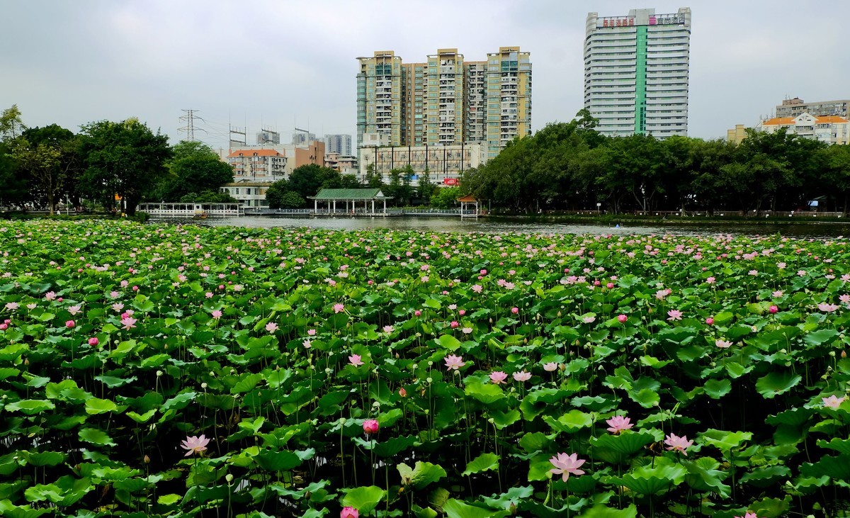荔湾湖公园（三）