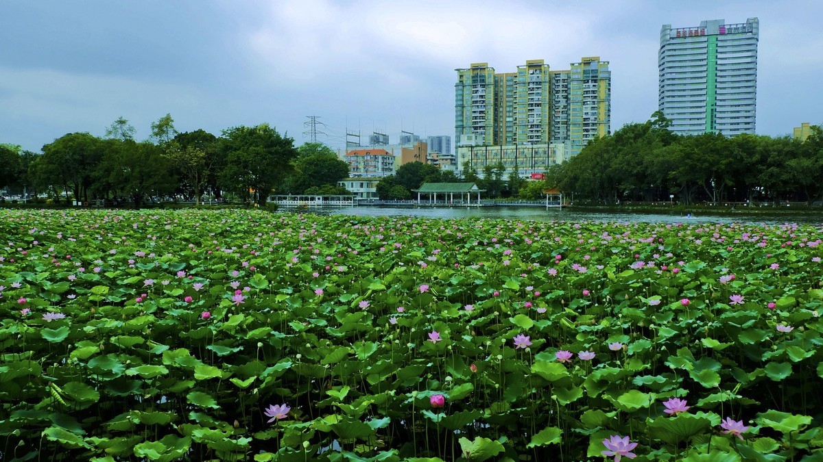 荔湾湖公园（三）