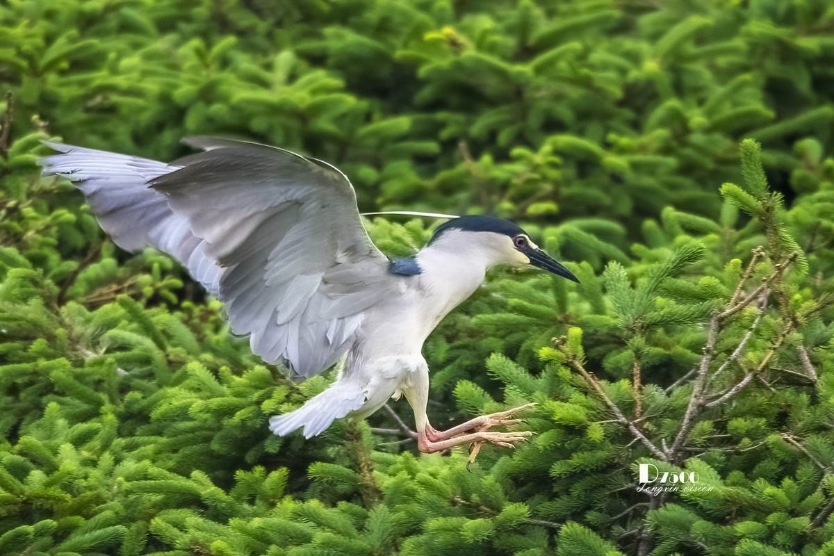 夜鹭&池鹭（12）