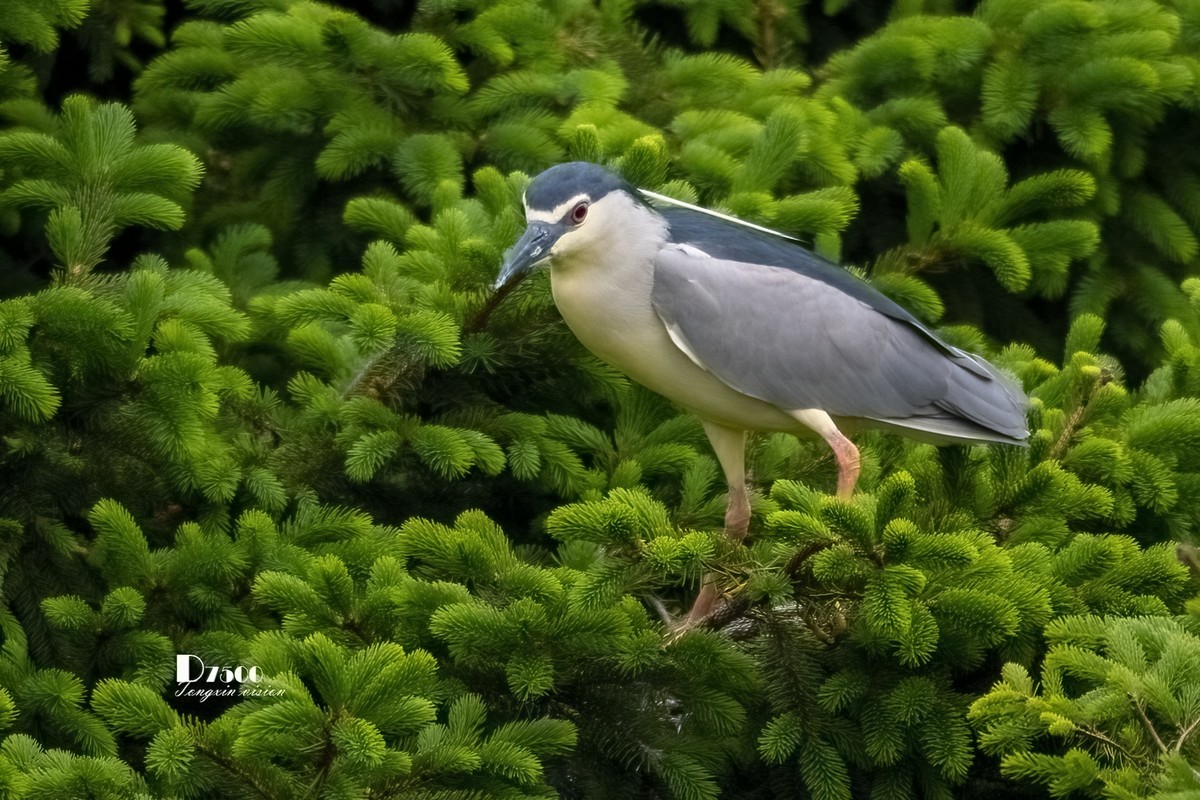夜鹭&池鹭（12）