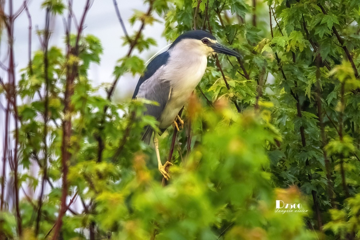 夜鹭&池鹭（12）