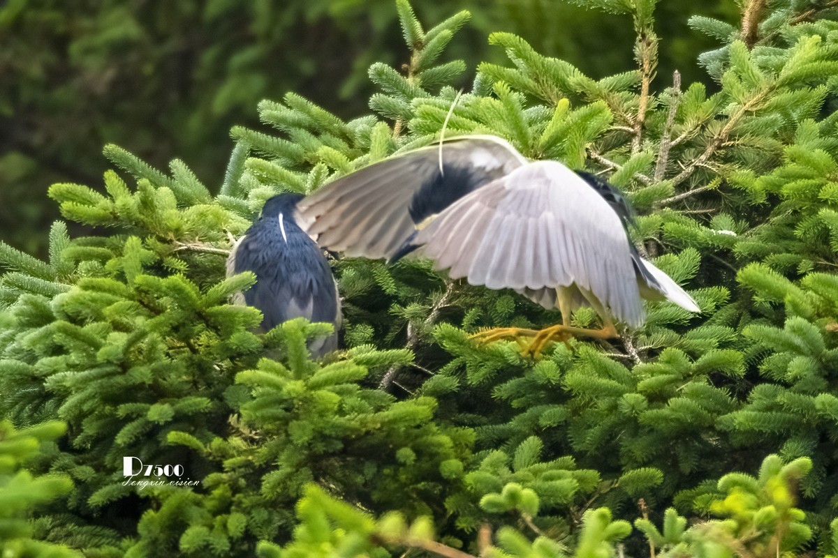 夜鹭&池鹭（12）