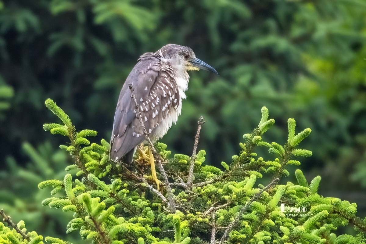 夜鹭&池鹭（12）