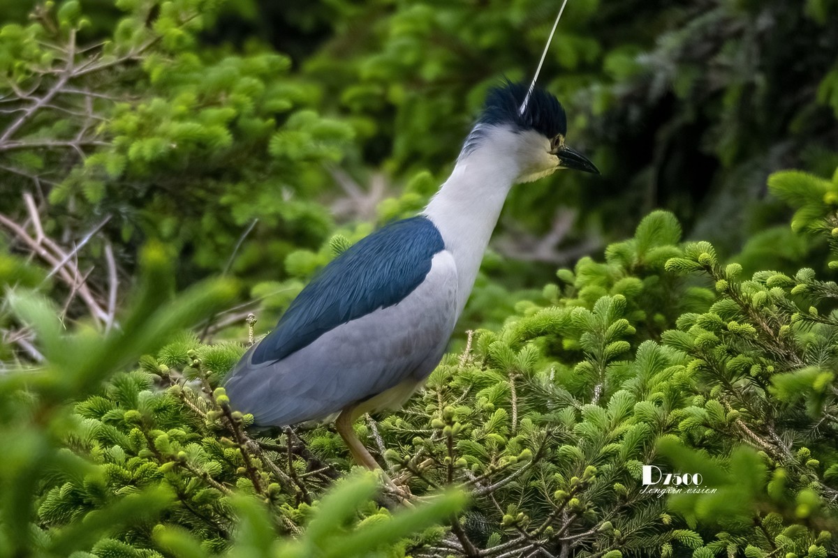 夜鹭&池鹭（12）