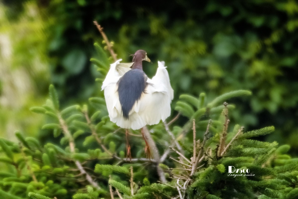 夜鹭&池鹭（12）