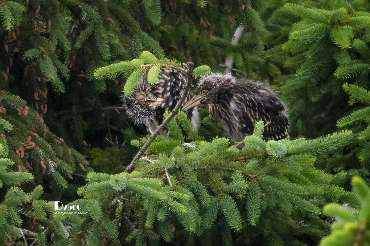 夜鹭&池鹭（12）