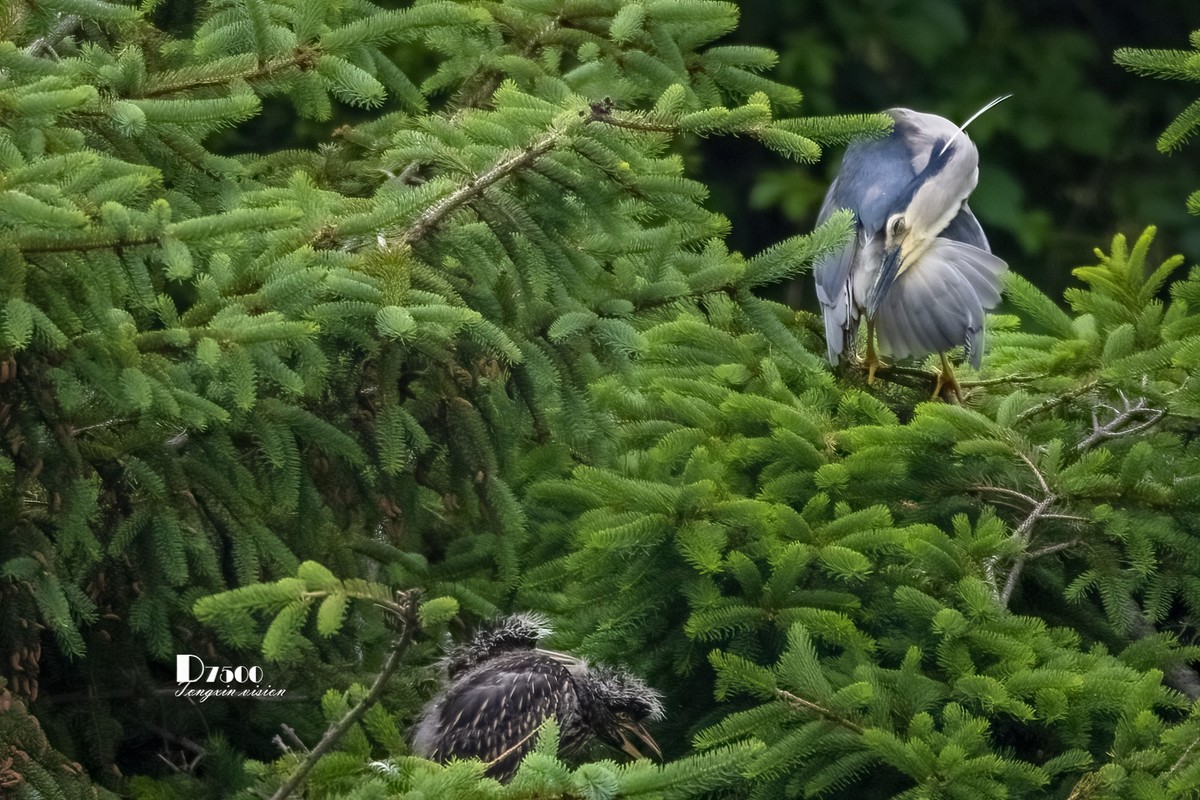 夜鹭&池鹭（12）