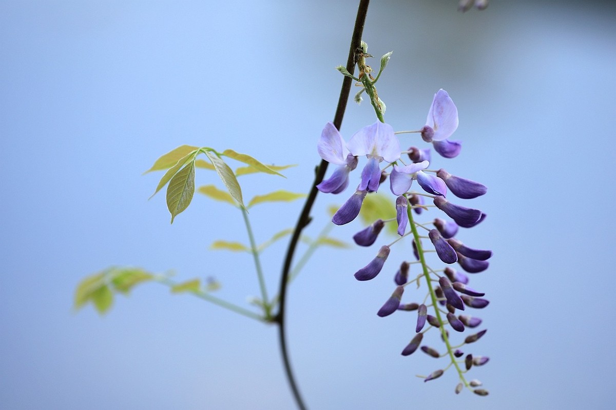 紫藤 【十】2025.137