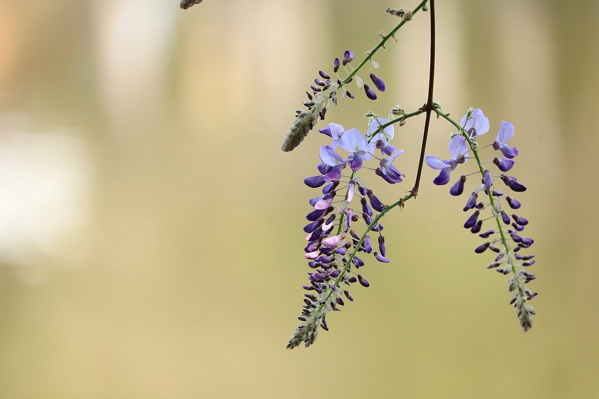 紫藤 【十】2025.137