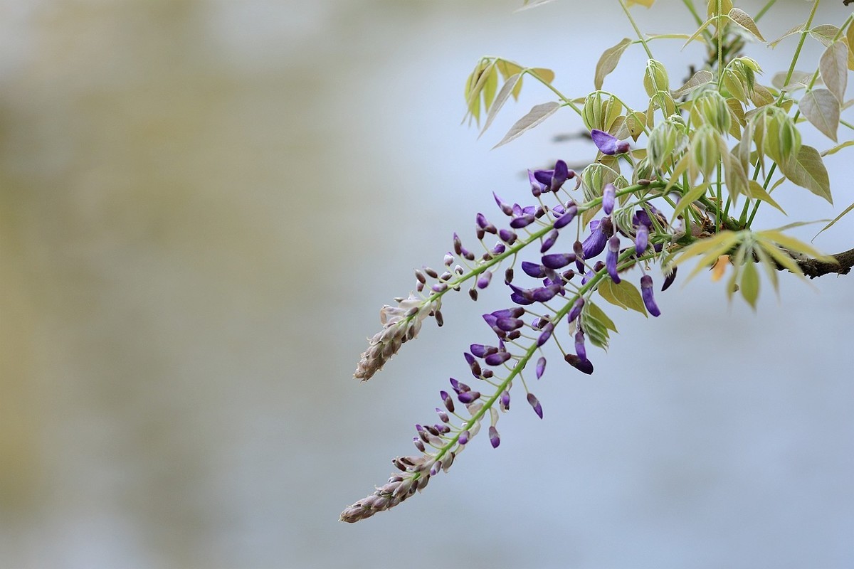 紫藤 【十】2025.137