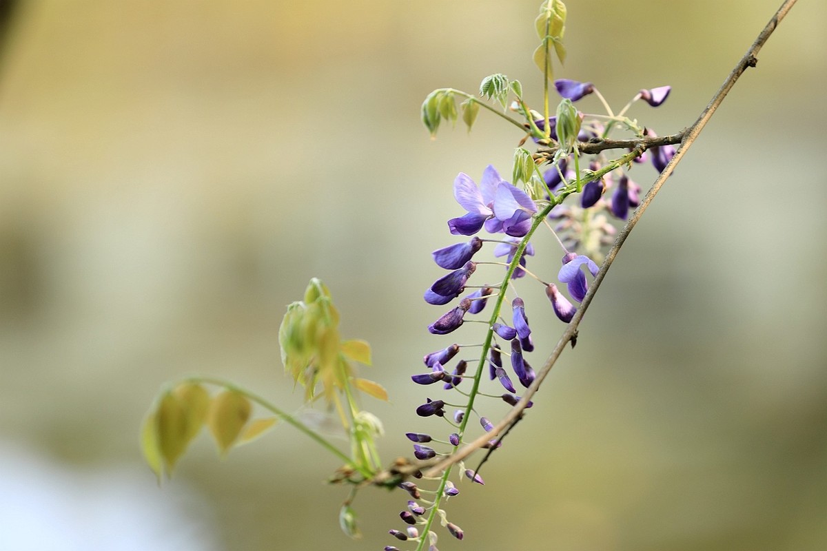 紫藤 【十】2025.137