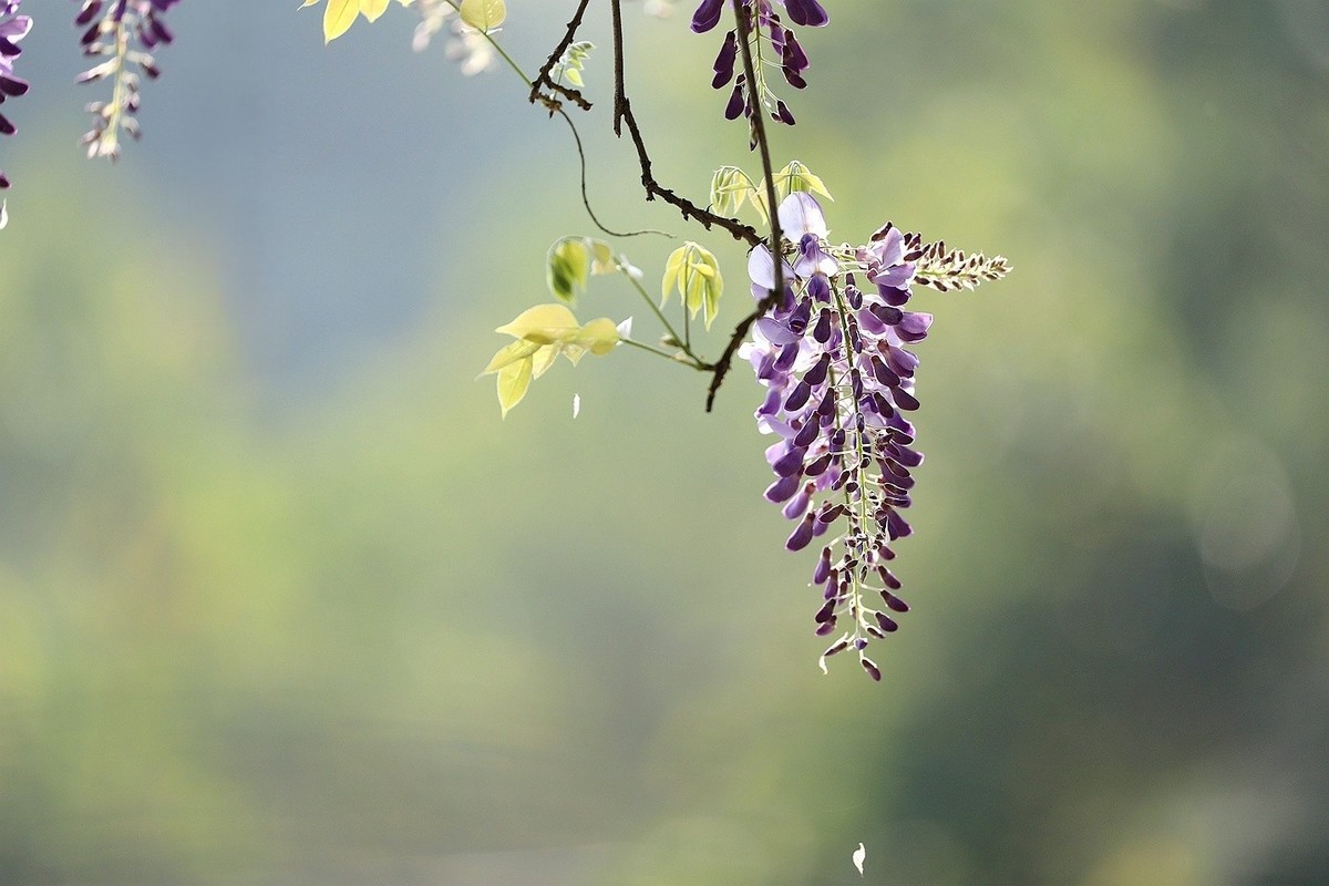 紫藤 【十】2025.137