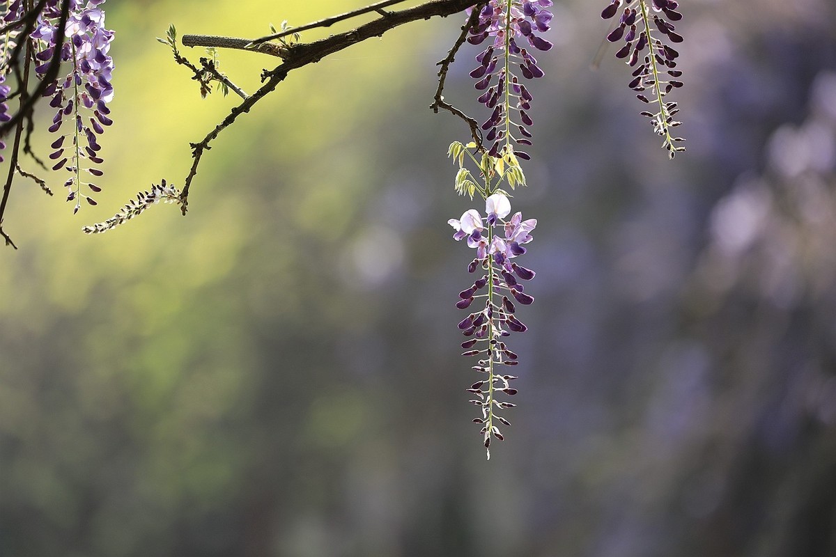 紫藤 【十】2025.137