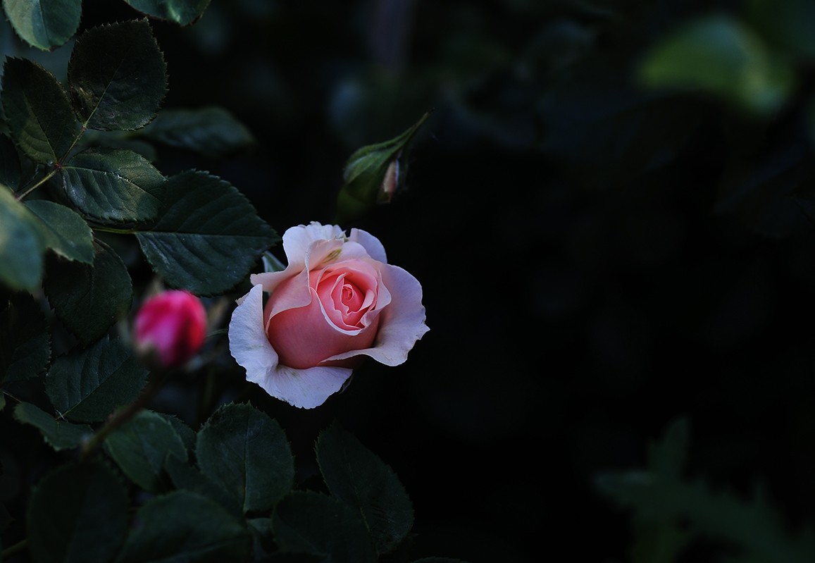 月季花