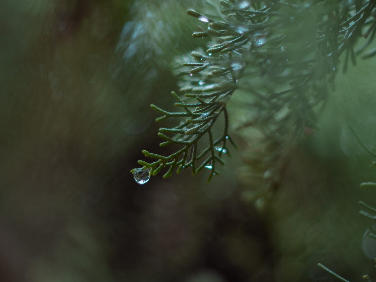 奥林巴斯——松之冻泪