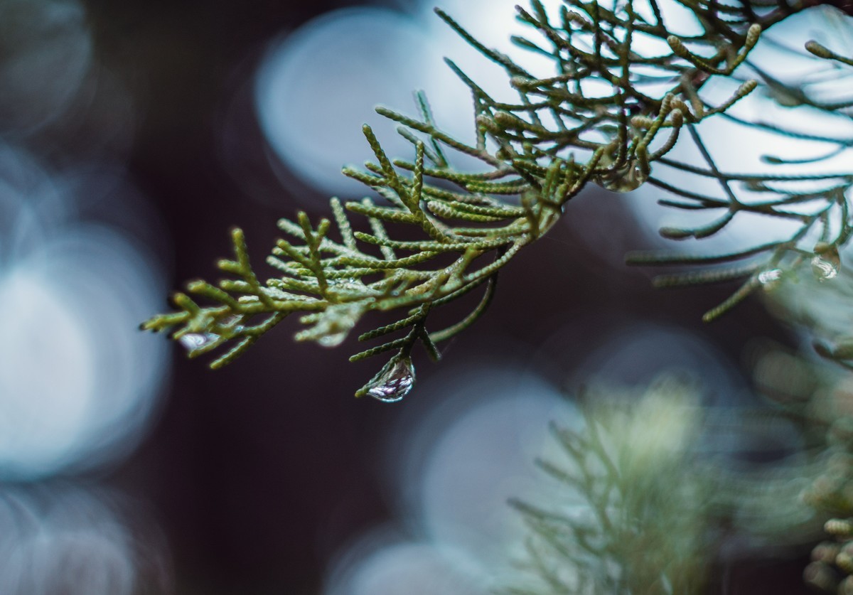 奥林巴斯——松之冻泪