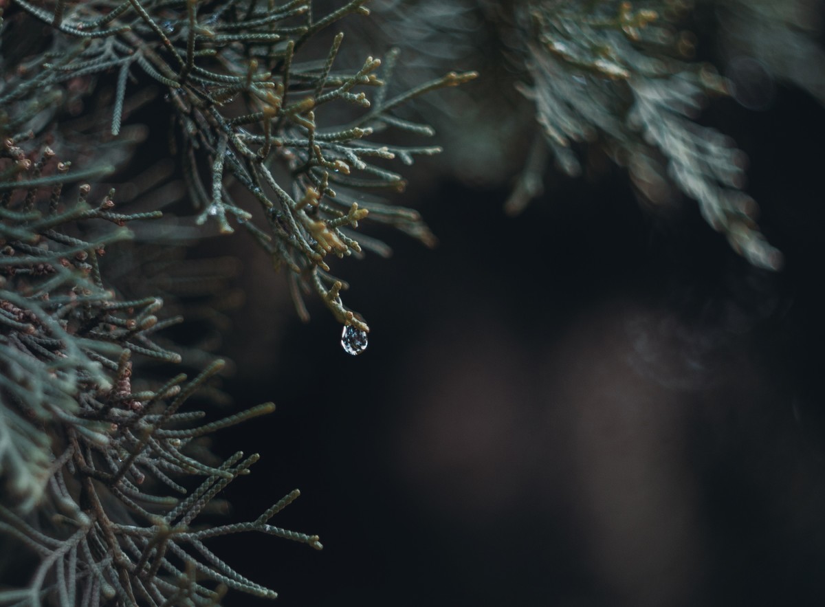 奥林巴斯——松之冻泪