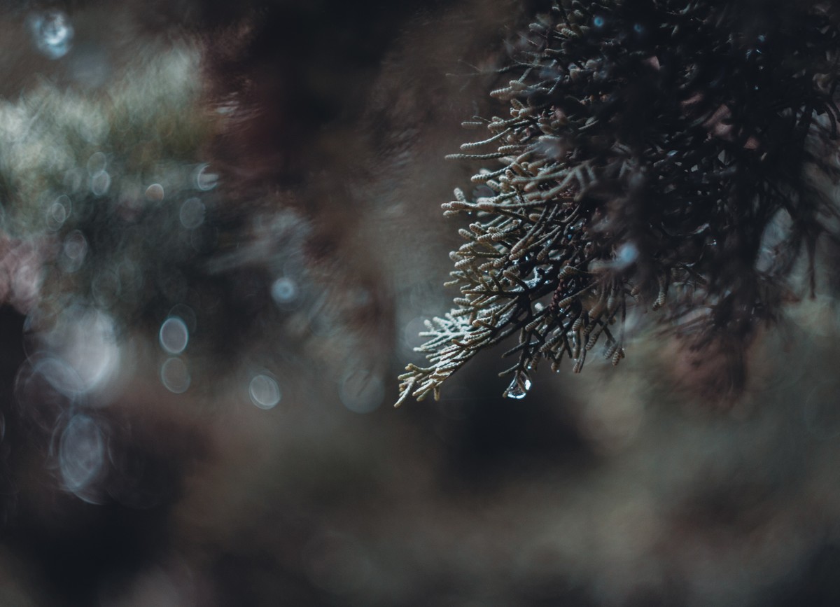 奥林巴斯——松之冻泪