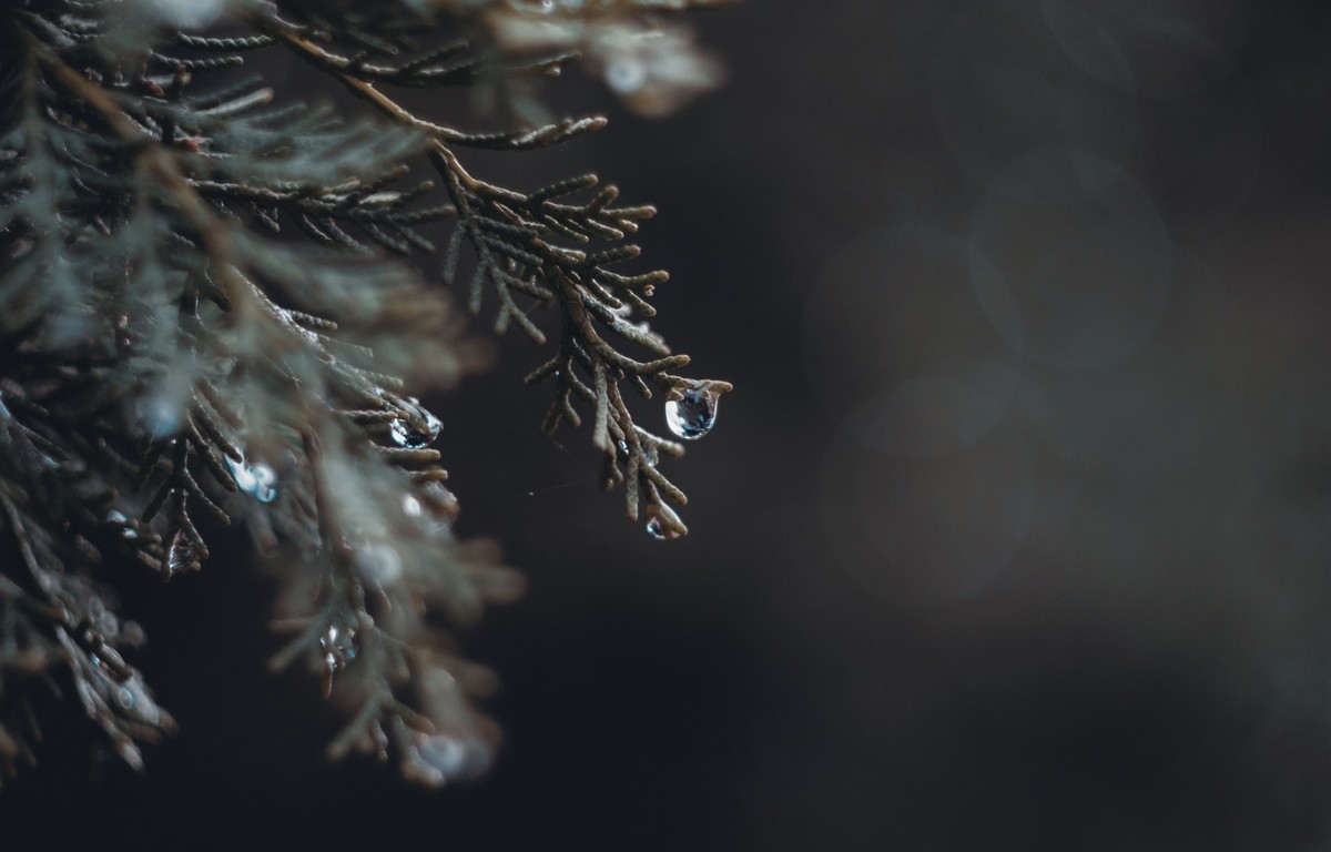 奥林巴斯——松之冻泪