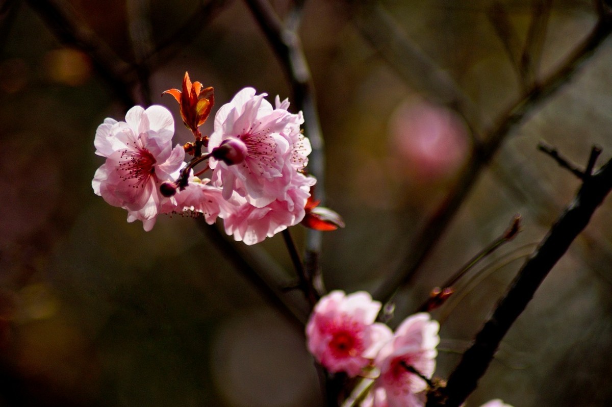 秋赏春花——（三）