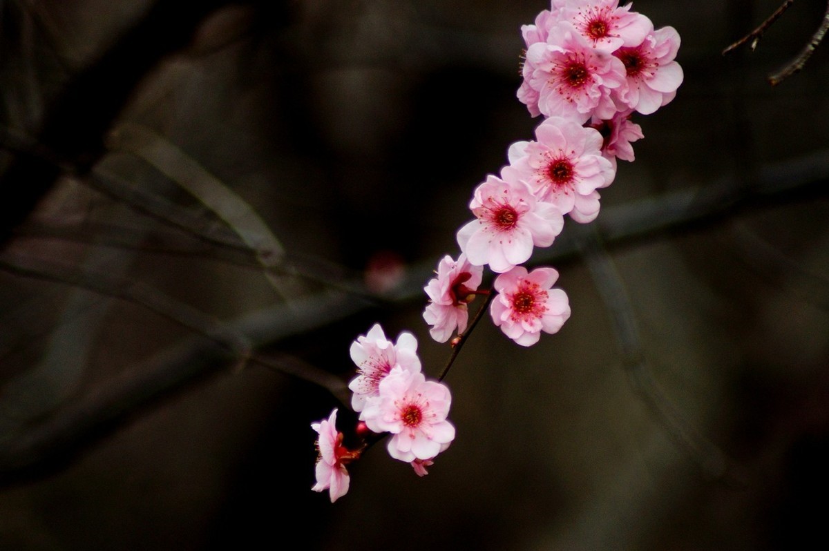 秋赏春花——（三）