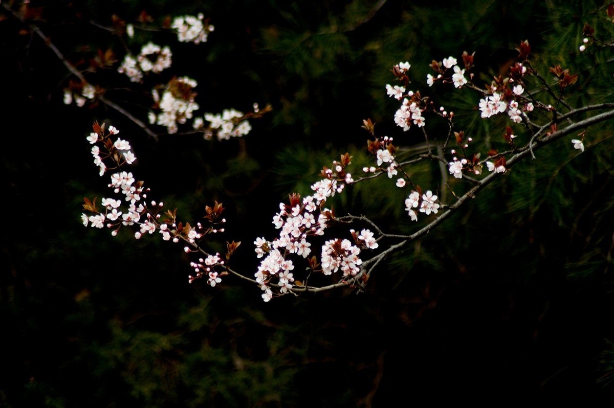 秋赏春花——（三）