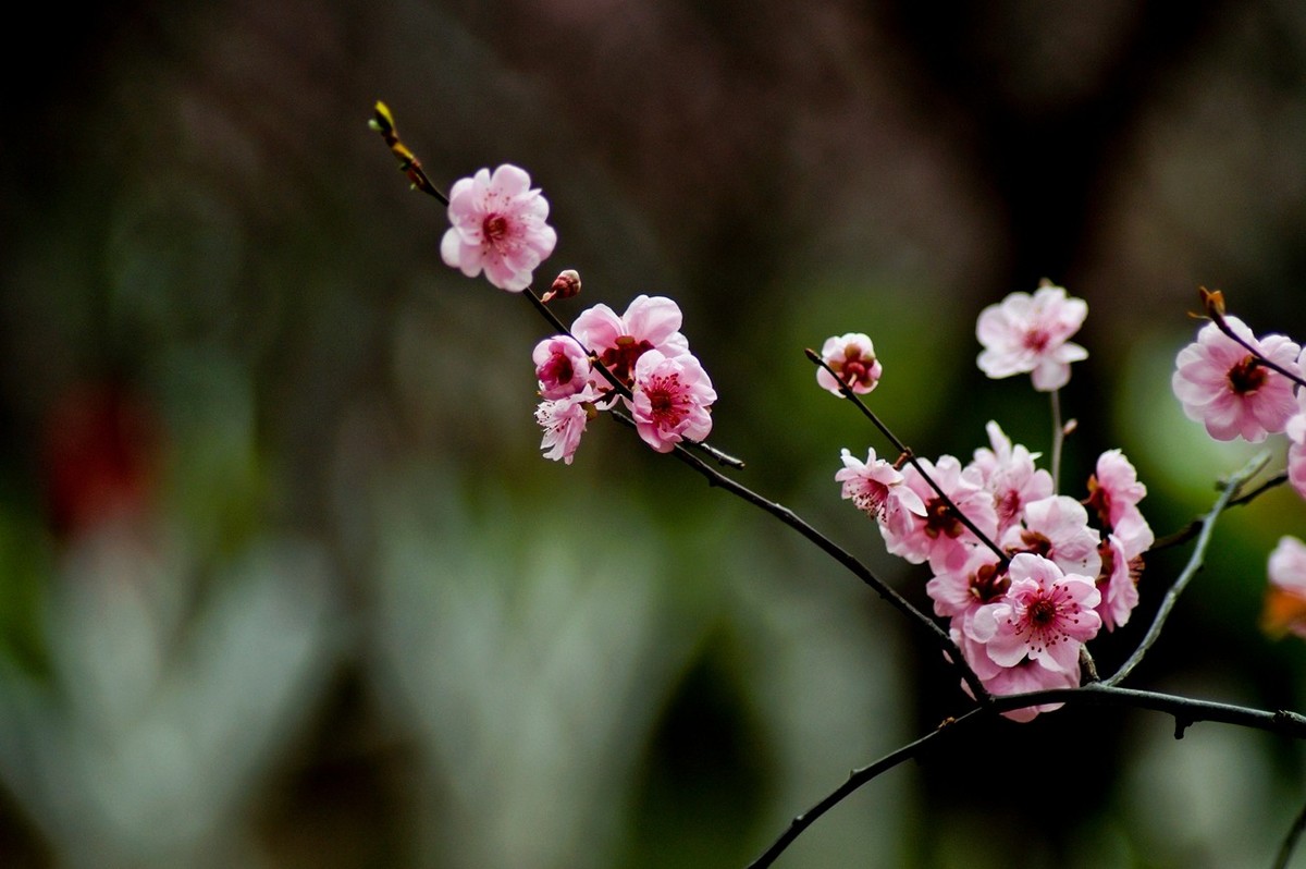 秋赏春花——（三）