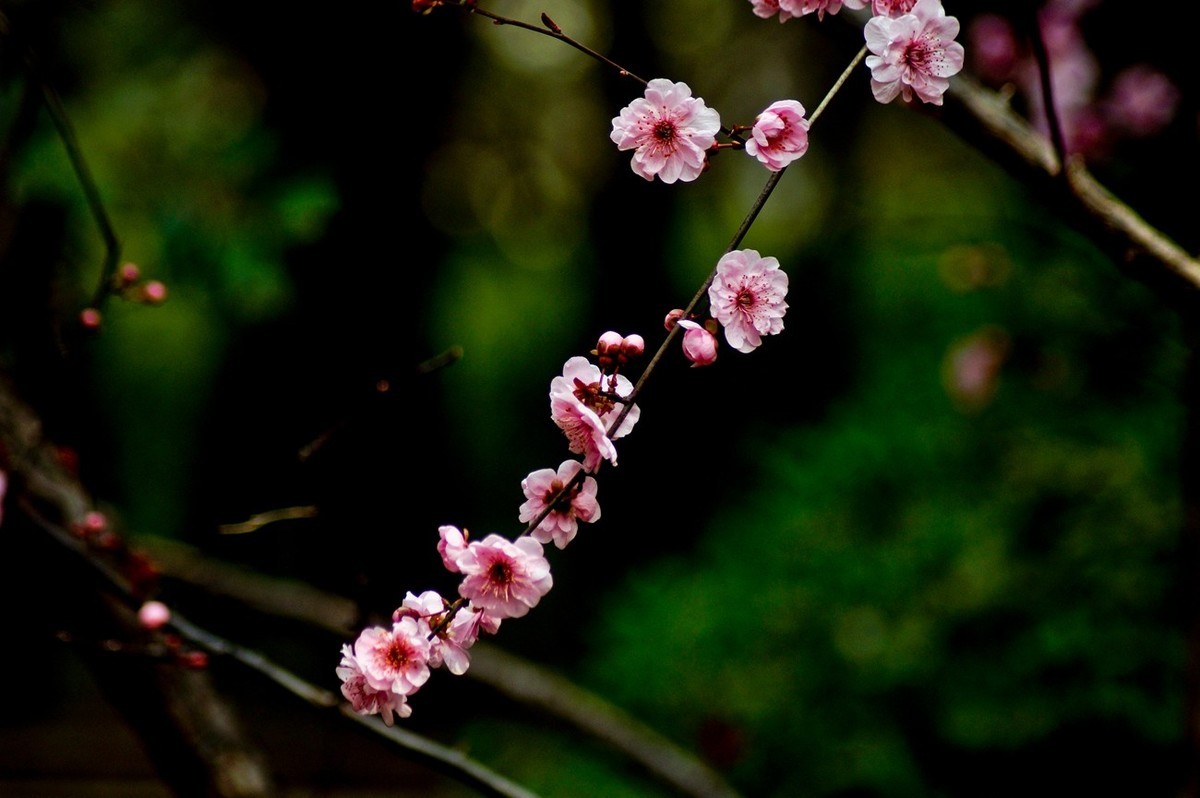 秋赏春花——（三）