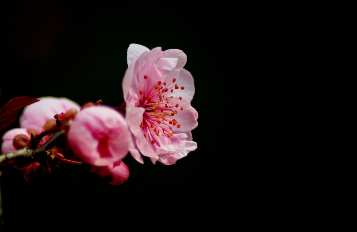 秋赏春花——（三）
