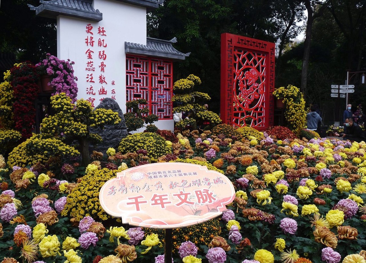 还来就新菊