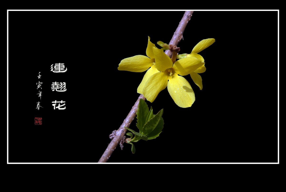 千步连翘不染尘,降香懒画蛾眉春.