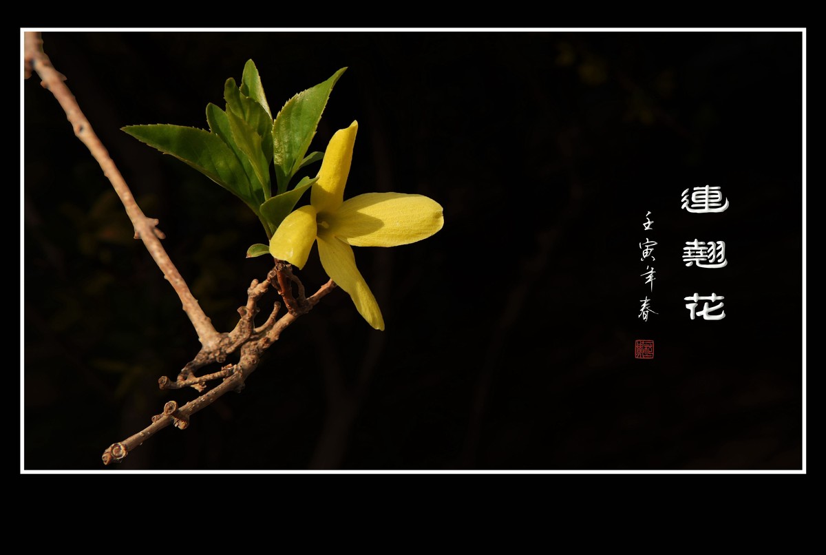 千步连翘不染尘,降香懒画蛾眉春.