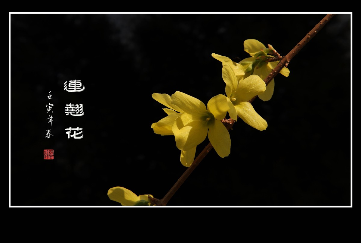 千步连翘不染尘,降香懒画蛾眉春.