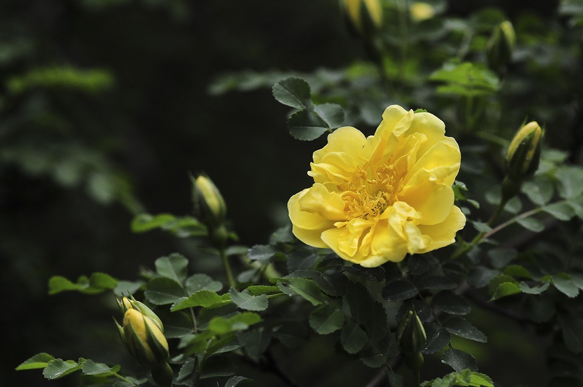 一样的构图模式