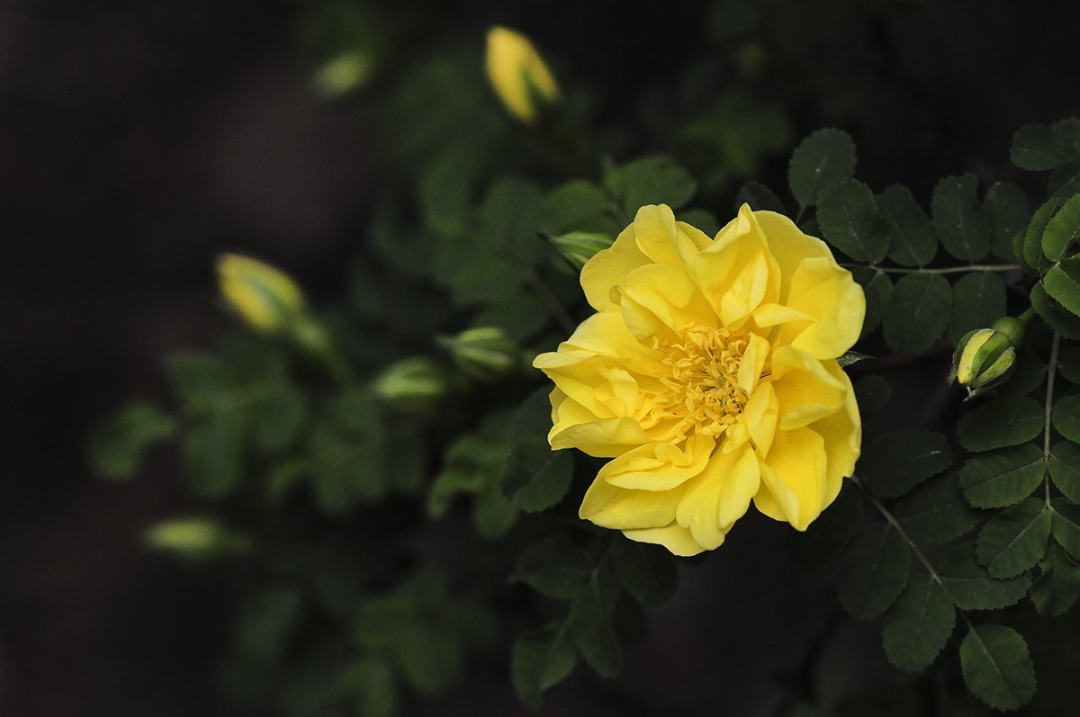 一样的构图模式