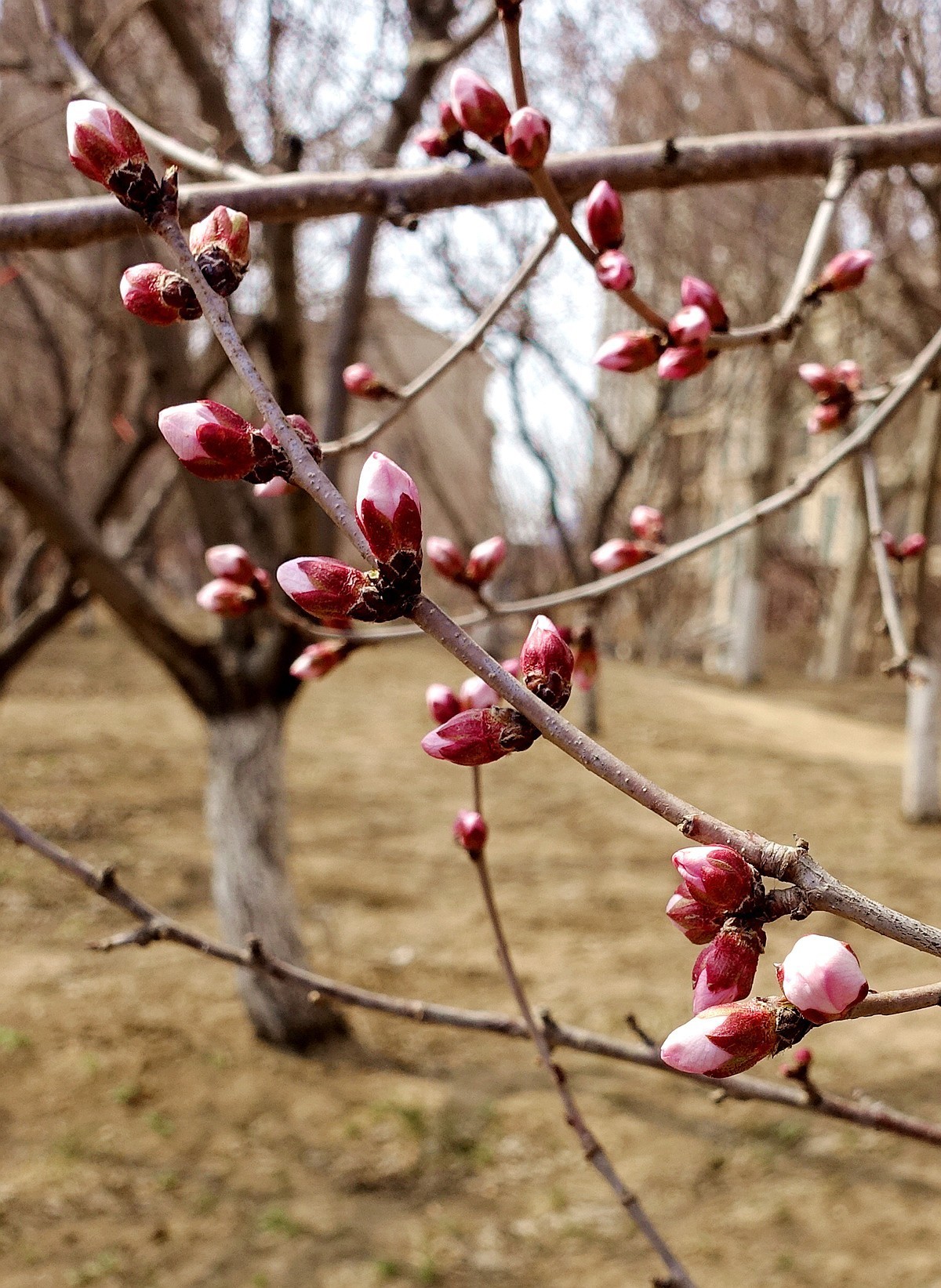 山杏树花蕾与瓢虫