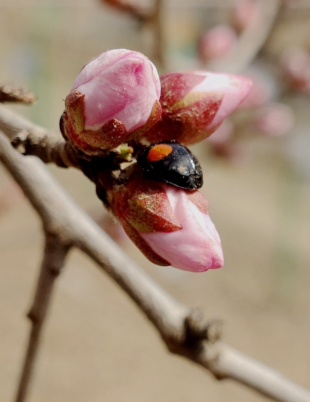 山杏树花蕾与瓢虫