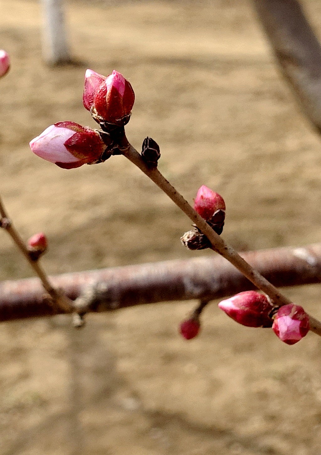 山杏树花蕾与瓢虫