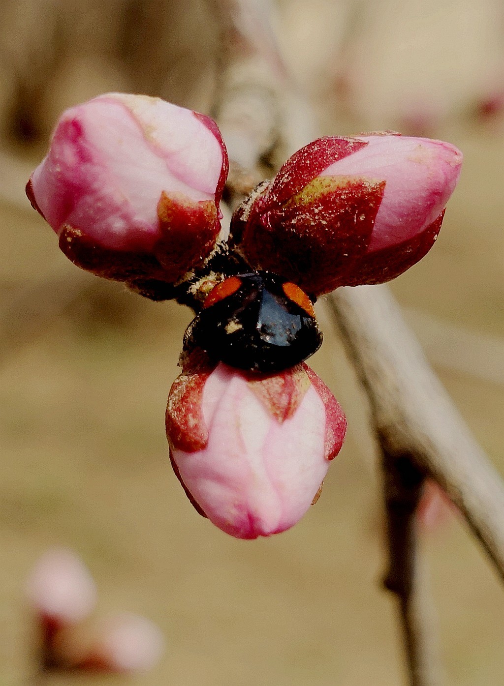 山杏树花蕾与瓢虫