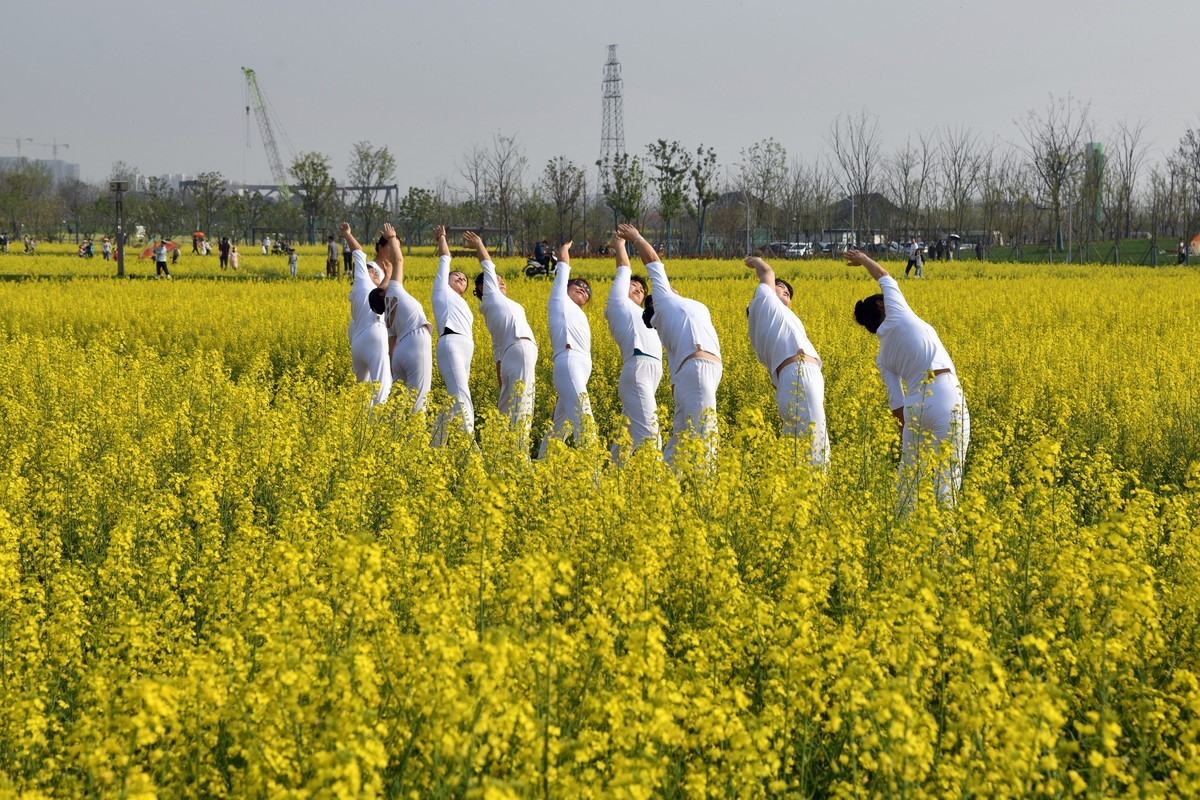 菜花田间练瑜伽功